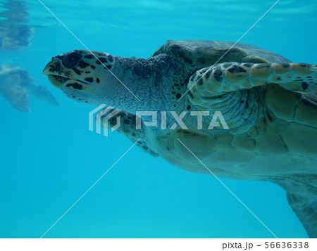 ウミガメの写真素材