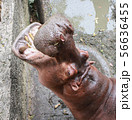 Huge hippo  in the water with a wide open mouth.   56636455