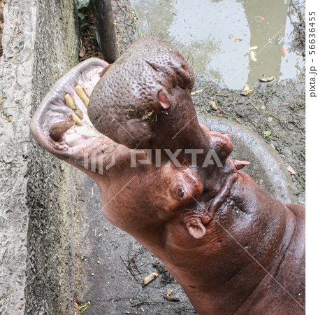 Huge hippo in the water with a wide open mouth. Huge hippo in the water with a wide open mouth. 56636455