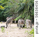 Zebras standing and eating grass.  56636456