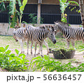 Zebras standing and eating grass.  56636457