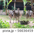 Zebras standing and eating grass.  56636459