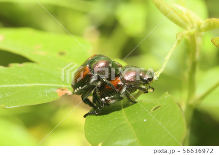 マメコガネ交尾 56636972