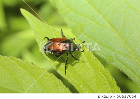 マメコガネ 56637054