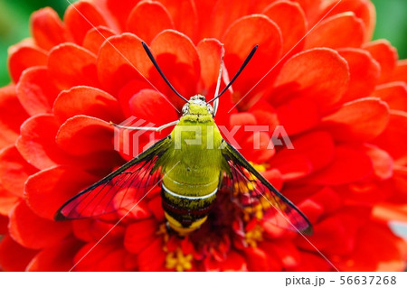 オオスカシバとヒャクニチソウ 56637268