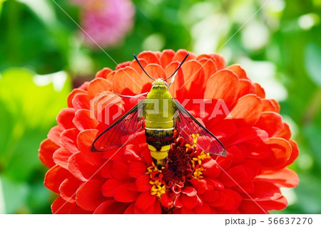 オオスカシバとヒャクニチソウ オオスカシバとヒャクニチソウ 56637270