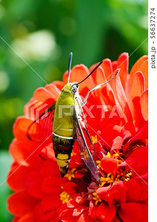 オオスカシバとヒャクニチソウ 56637274