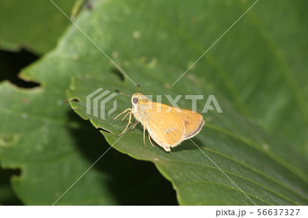 イチモンジセセリ イチモンジセセリ 56637327