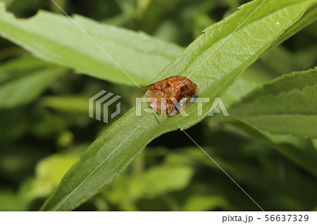 ヨツモンカメノコハムシ 56637329