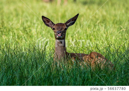 Roe Deer, Capreolus capreolus lives mostly in Germany and France 56637780