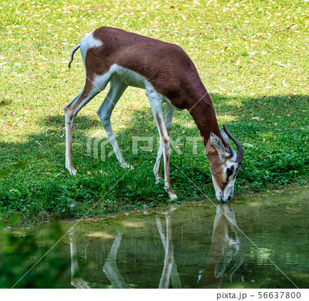 Dama gazelle, Gazella dama mhorr or mhorr gazelle is a species of gazelle 56637800