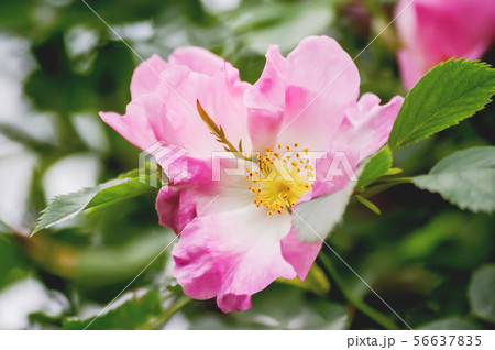 Blooming flowers of pink wild rose. Natural summer 56637835