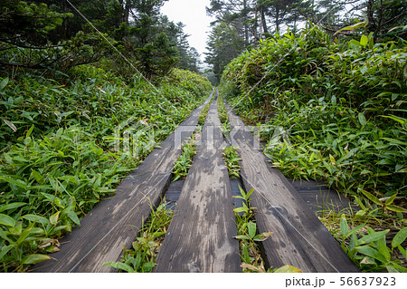 北八ヶ岳 坪庭 北八ヶ岳 坪庭 56637923