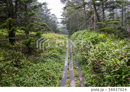北八ヶ岳 坪庭 北八ヶ岳 坪庭 56637924