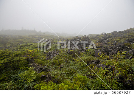 北八ヶ岳 坪庭 北八ヶ岳 坪庭 56637927