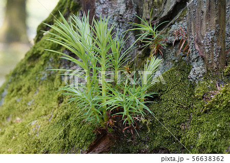 立ち枯れっぽい杉の世代交代...1 56638362