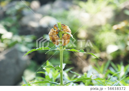 何んにでも登る。草のてっぺんに蝉の抜け殻2つ 何んにでも登る。草のてっぺんに蝉の抜け殻2つ 56638372