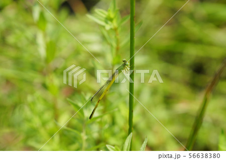 沼の雑植物に黄色いキイトトンボが...3 56638380