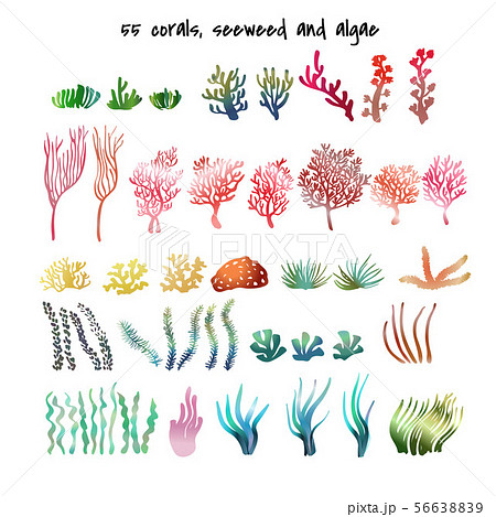 Set of corals,seagrass, seaweed, algae, laminaria Set of corals,seagrass, seaweed, algae, laminaria 56638839