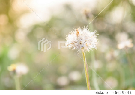 dry grass flowers 56639243