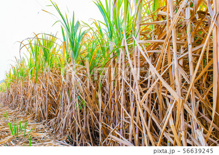 Sugar cane field Sugar cane field 56639245