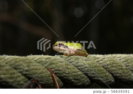 アマガエルの綱渡り 56639391