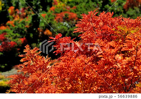 秋のナナカマド 秋のナナカマド 56639886