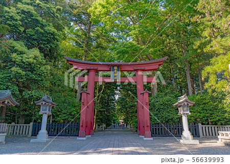 新潟 弥彦神社 一の鳥居の写真素材