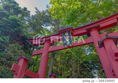 新潟 弥彦神社 一の鳥居 新潟 弥彦神社 一の鳥居 56639995