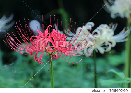情熱の花 56640290