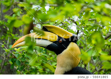 hornbill in wild life breeding station. 56641865