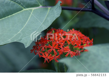 リクニス 56642133