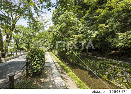 京都哲学の道　京都人気スポット　京都東山散歩道　　 56643474