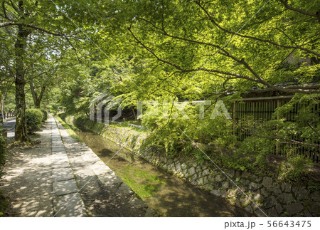 京都哲学の道　京都人気スポット　京都東山散歩道　　 56643475