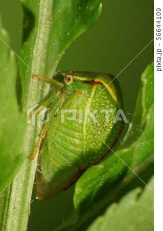 Close-up of a green Caucasian cicada horned  56644109