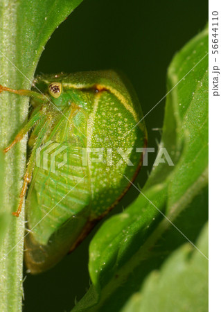 Macro of a green Caucasian cicada horned with paws 56644110