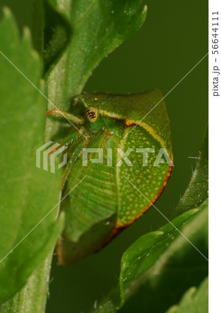 Macro of a green Caucasian cicada horned  56644111