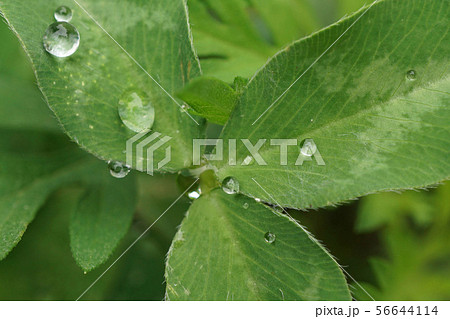 Macro ternary leaf clover  56644114