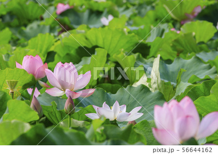 ハスの花　 56644162