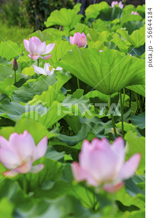 ハスの花　 56644184