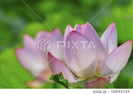 ハスの花 ハスの花 56644194