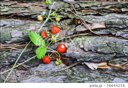 Sprigs of ripe wild strawberry Sprigs of ripe wild strawberry 56644258