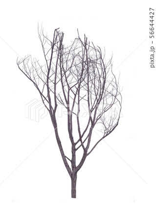 Dry tree on isolate white background. Dry tree on isolate white background. 56644427