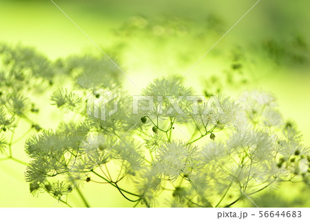 カラマツソウの花 カラマツソウの花 56644683