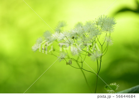 カラマツソウの花 56644684