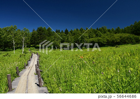 夏の湿原と木道 56644686