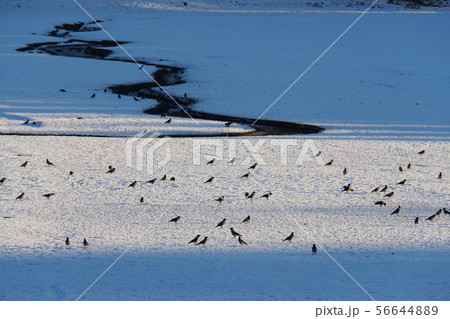 Gray crows Corvus cornix walking on a frozen lake 56644889