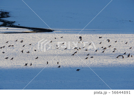 Gray Corvus cornix ravens walking on a frozen lake 56644891