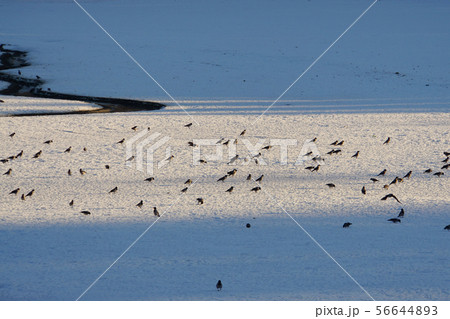 Gray Morning Corvus cornix crows walking Gray Morning Corvus cornix crows walking 56644893