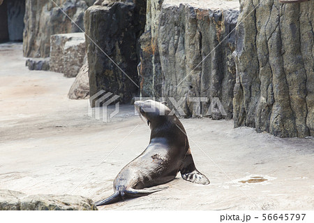 Cute fur seal at the zoo. Concept of animal life in nature and nature reserves. Environmental Cute fur seal at the zoo. Concept of animal life in nature and nature reserves. Environmental 56645797